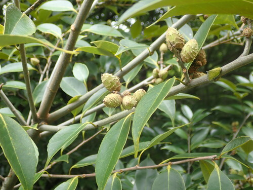 Castanopsis sieboldii, photograph 2
