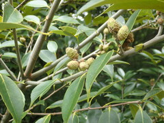 Castanopsis sieboldii, photograph (c) 村山史世　（Fumiyo MURAYAMA), some rights reserved (CC BY)