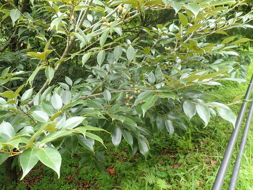 Castanopsis sieboldii, photograph 3