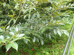 Castanopsis sieboldii, photograph (c) 村山史世　（Fumiyo MURAYAMA), some rights reserved (CC BY)