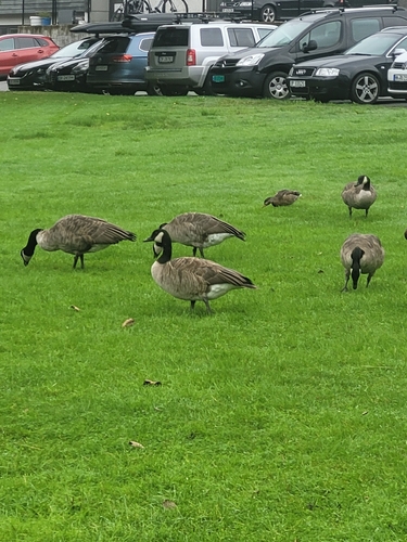 Canada Goose