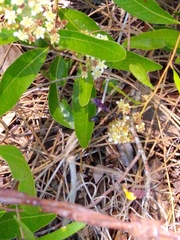 Isodontia exornata