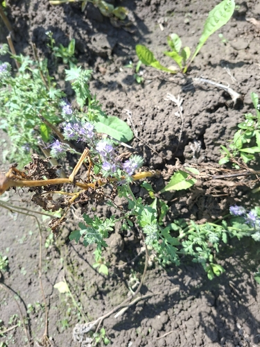 Lacy phacelia