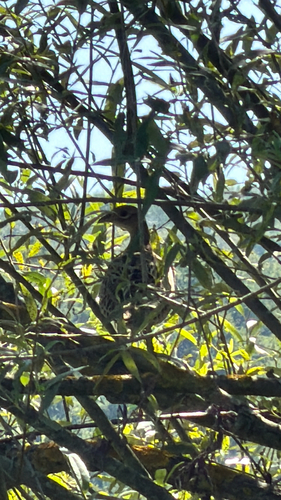 Ring-necked Pheasant