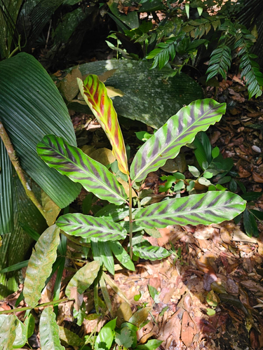 Etlingera rubrostriata