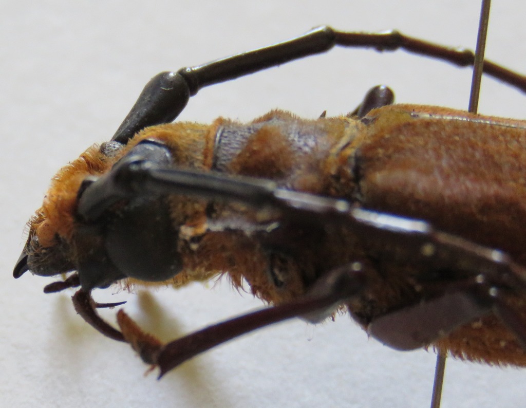 Orthomegas fragosoi