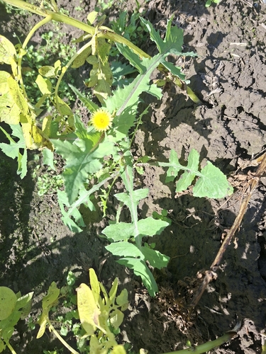 Common Sow-thistle