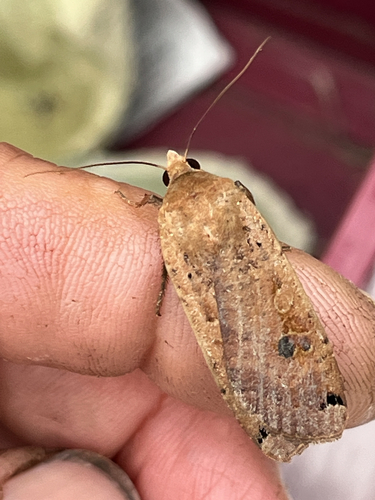 Large Yellow Underwing