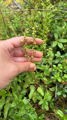 one-sided wintergreen