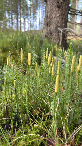 interrupted clubmoss