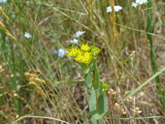 Bupleurum rotundifolium