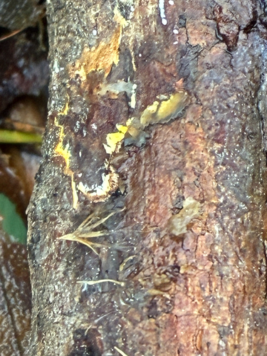 Rhizochaete filamentosa, 2026-08-16