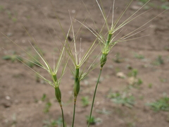 Aegilops biuncialis