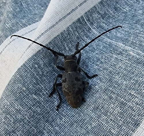 Morimus asper