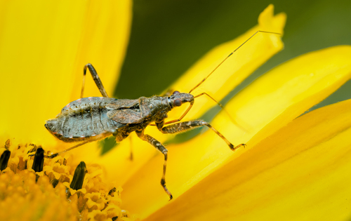 Tree Damsel Bug