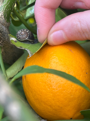 Garden Snail