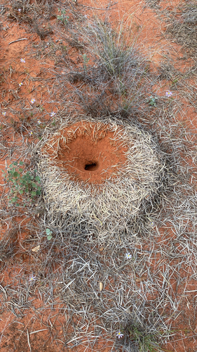 Mulga Ant