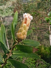 Protea mundii, photograph (c) Malte Krömer, some rights reserved (CC BY)
