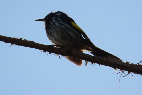 New Holland Honeyeater