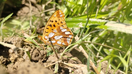 Queen of Spain Fritillary