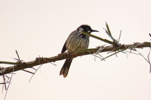 New Holland Honeyeater