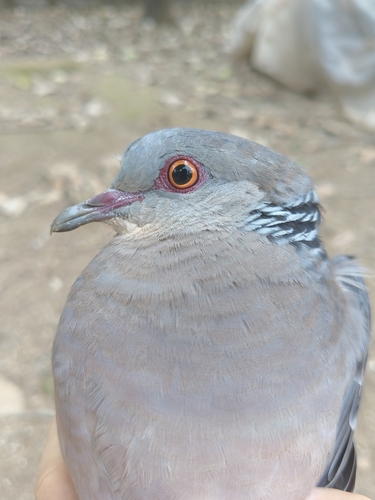 Oriental Turtle-Dove