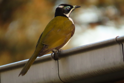 Blue-faced Honeyeater