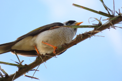 Noisy Miner