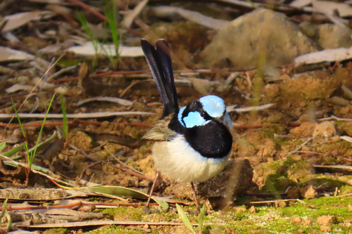 Superb Fairywren