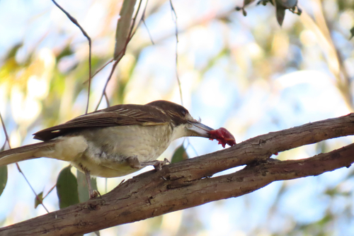 Grey Butcherbird