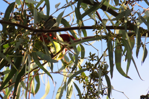 Eastern Rosella