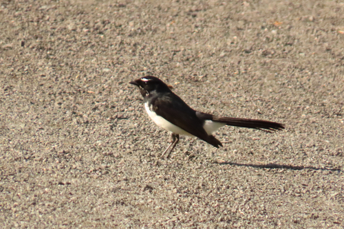 Willie Wagtail