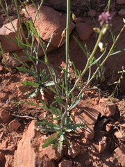 Streptanthus longirostris