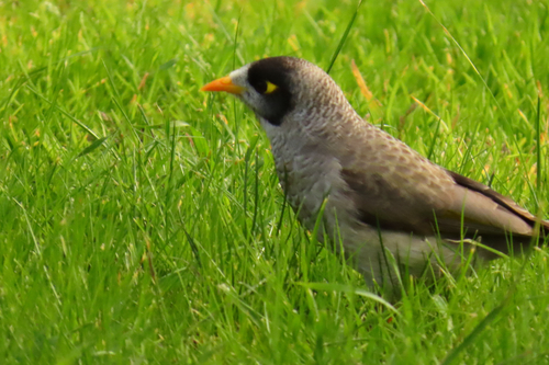 Noisy Miner