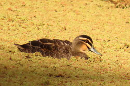 Pacific Black Duck