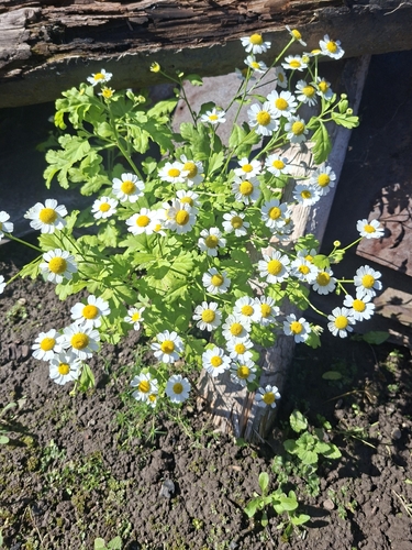 feverfew