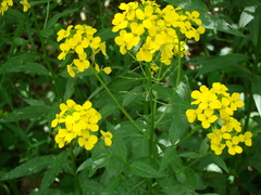 Erysimum aureum