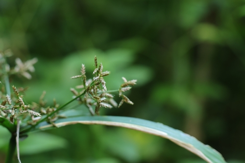Cyperus diffusus observed 2026-08-16