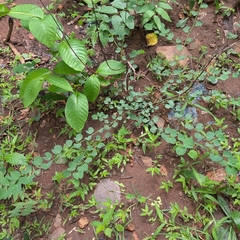 Bauhinia racemosa