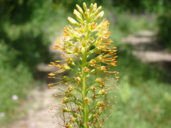 Eremurus spectabilis