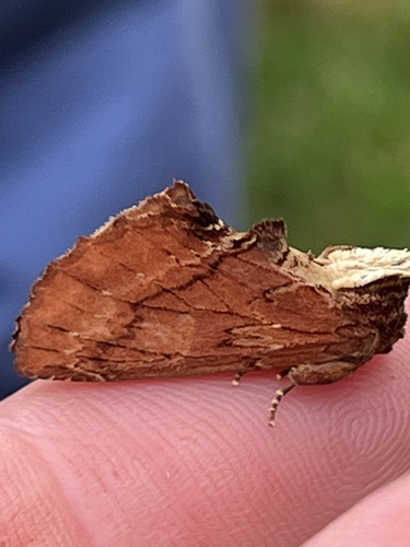 Coxcomb Prominent