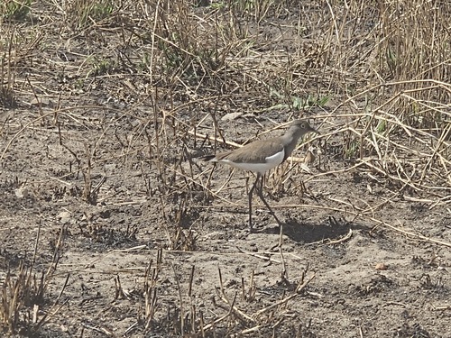 iNaturalist image