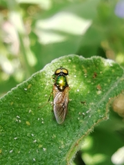 Chloromyia formosa
