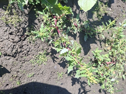 oak-leaved goosefoot