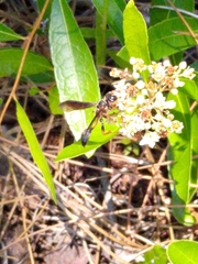 Isodontia exornata