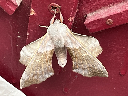 Poplar Hawkmoth