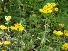 Achillea arabica