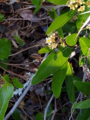 Isodontia exornata