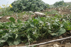 Valerianella echinata