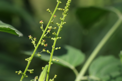 Brucea javanica observed 2026-08-16
